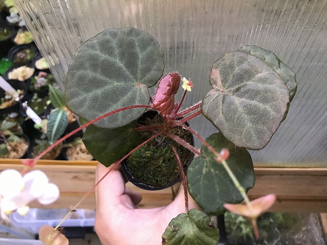 ベゴニア Begonia sp. Aceh sumatera LA – 熱帯植物.com